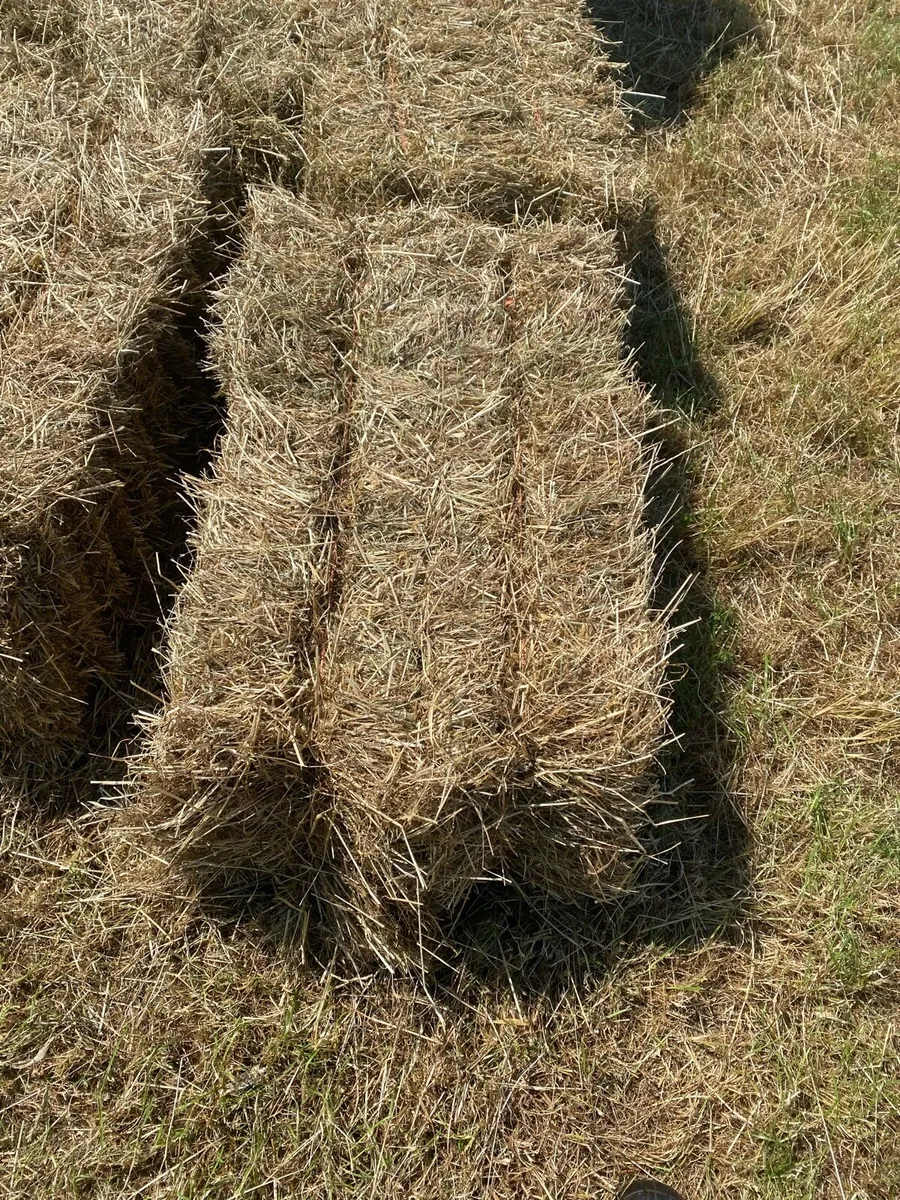 First crop hay - Image 1