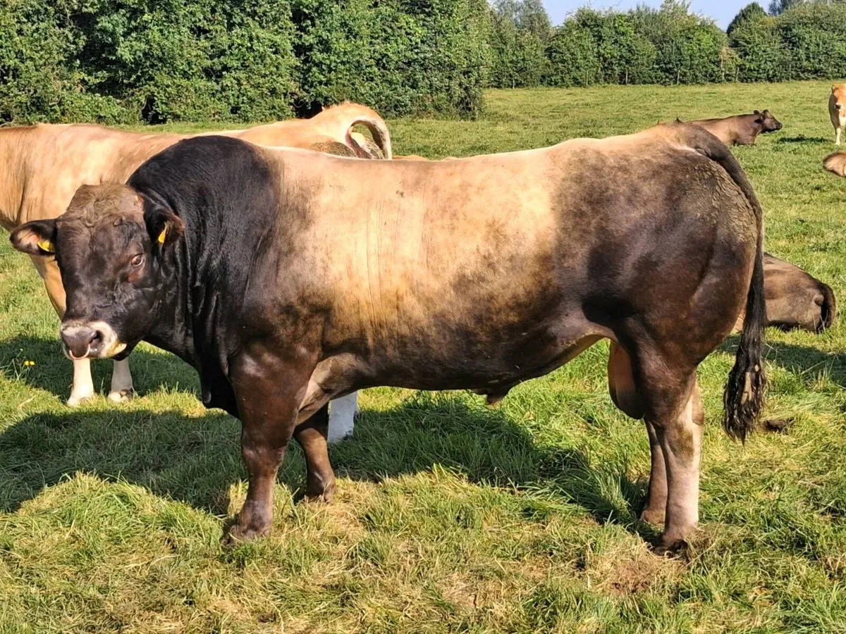 Aubrac bull - Image 2