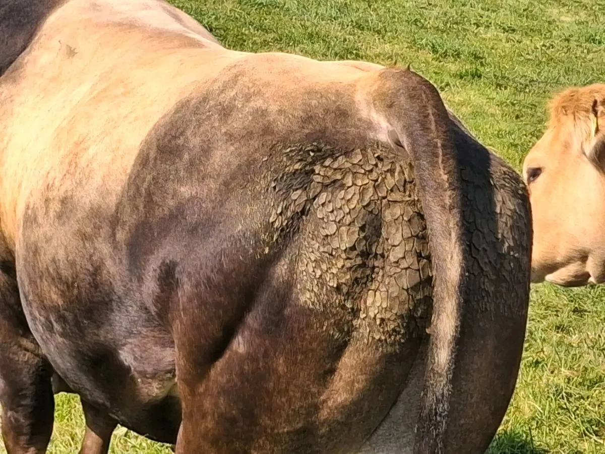 Aubrac bull - Image 3
