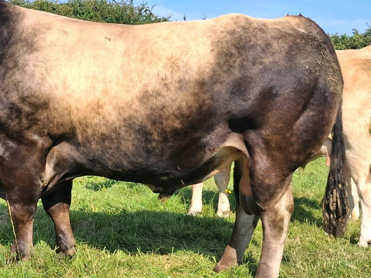 Aubrac bull - Image 4
