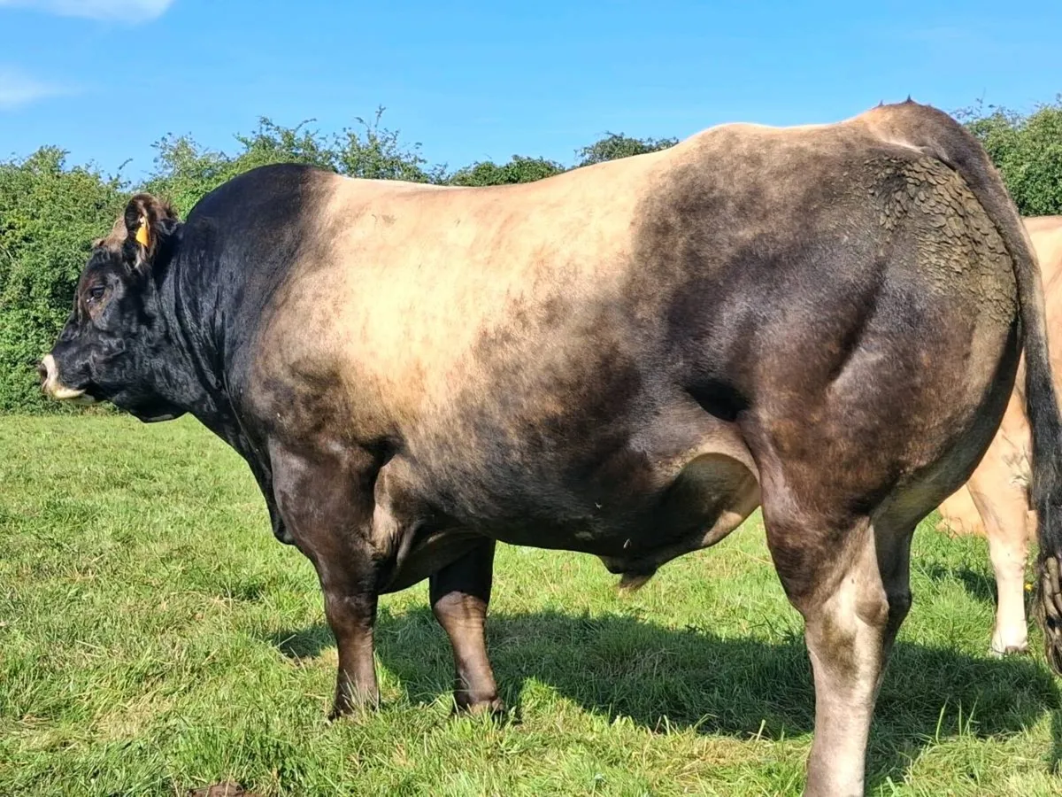 Aubrac bull - Image 1