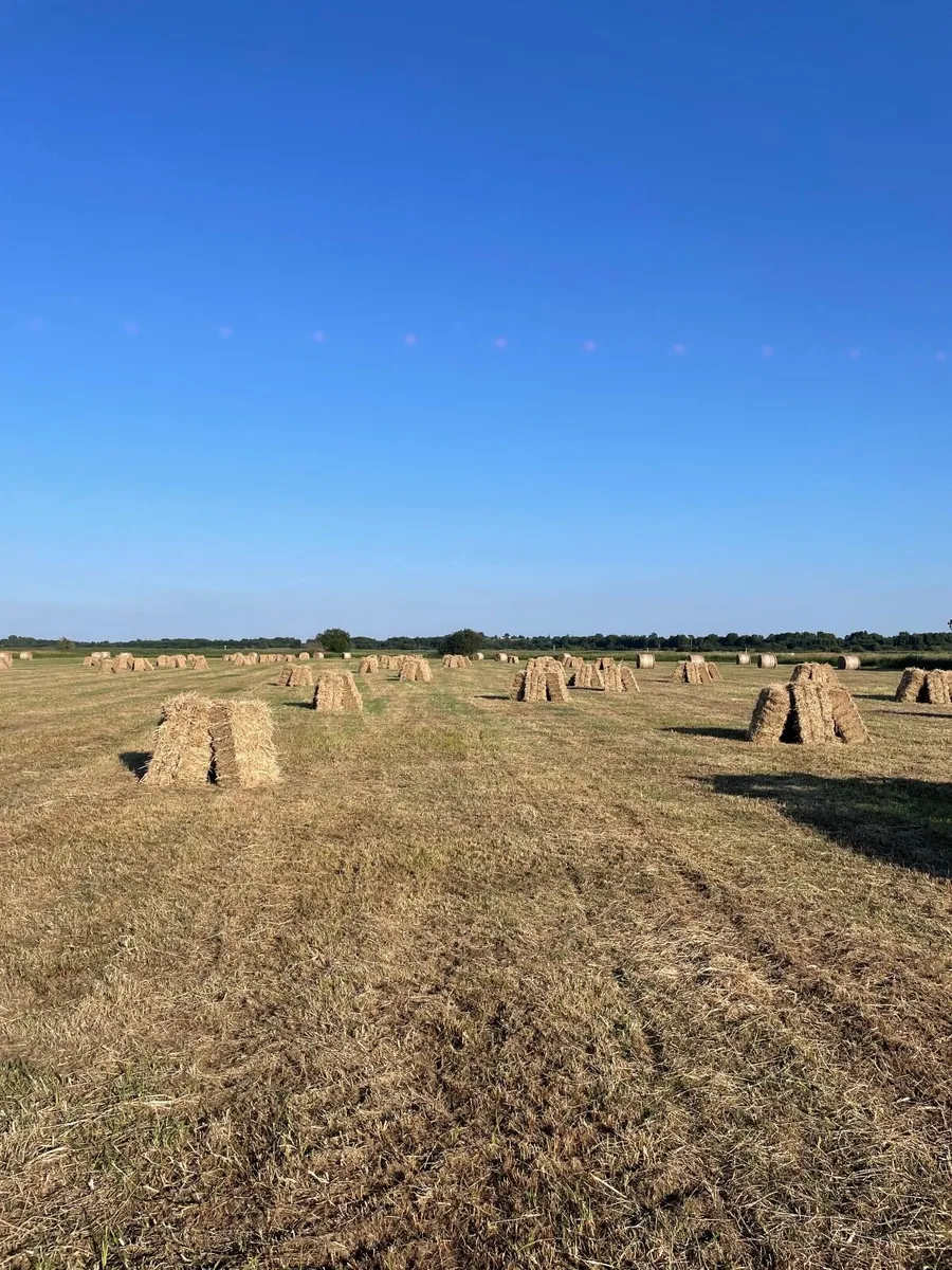 Square Bales Hay