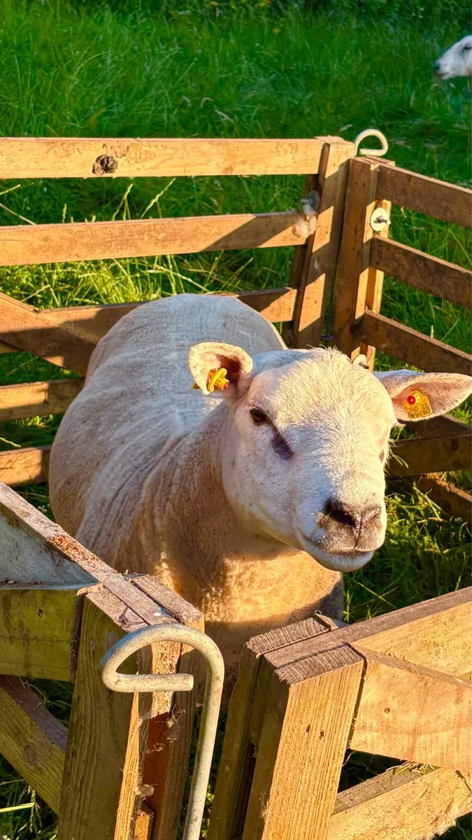 Pure Bred Texel Hogget Ram - Image 1