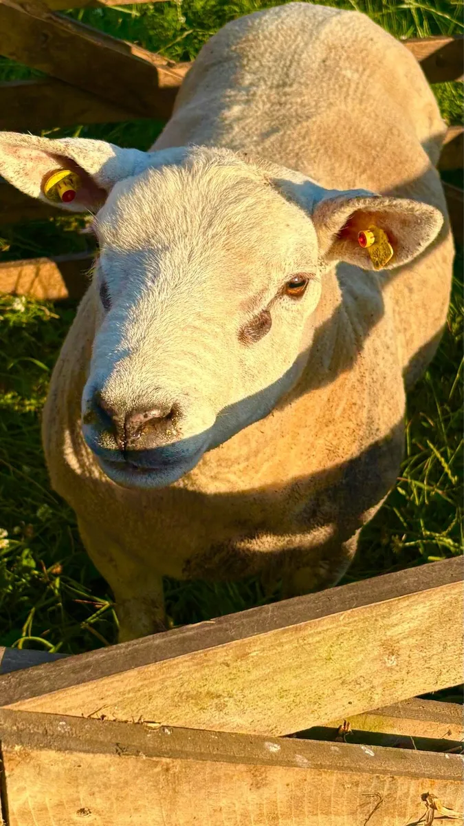 Pure Bred Texel Hogget Ram - Image 2