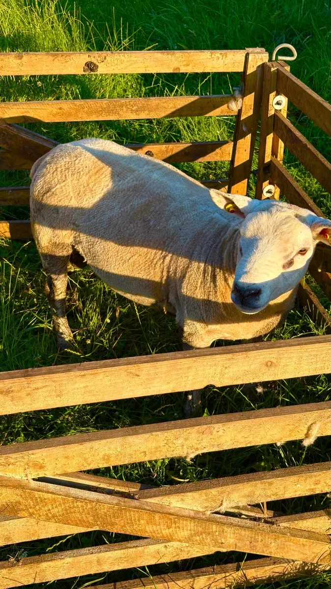Pure Bred Texel Hogget Ram - Image 3