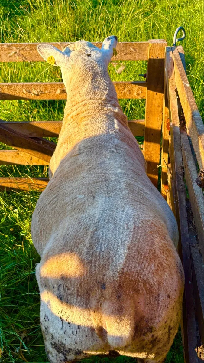 Pure Bred Texel Hogget Ram - Image 4
