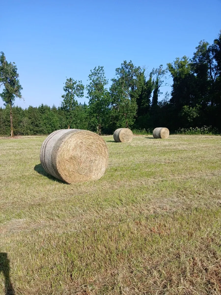 Square Bales/Round bales hay - Image 4
