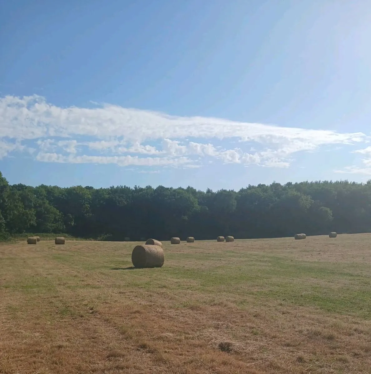 Organic hay