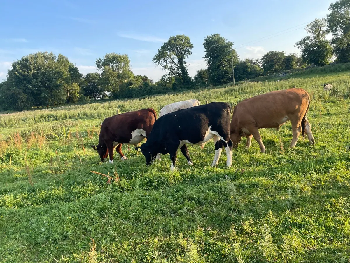 Organic cattle - Image 2