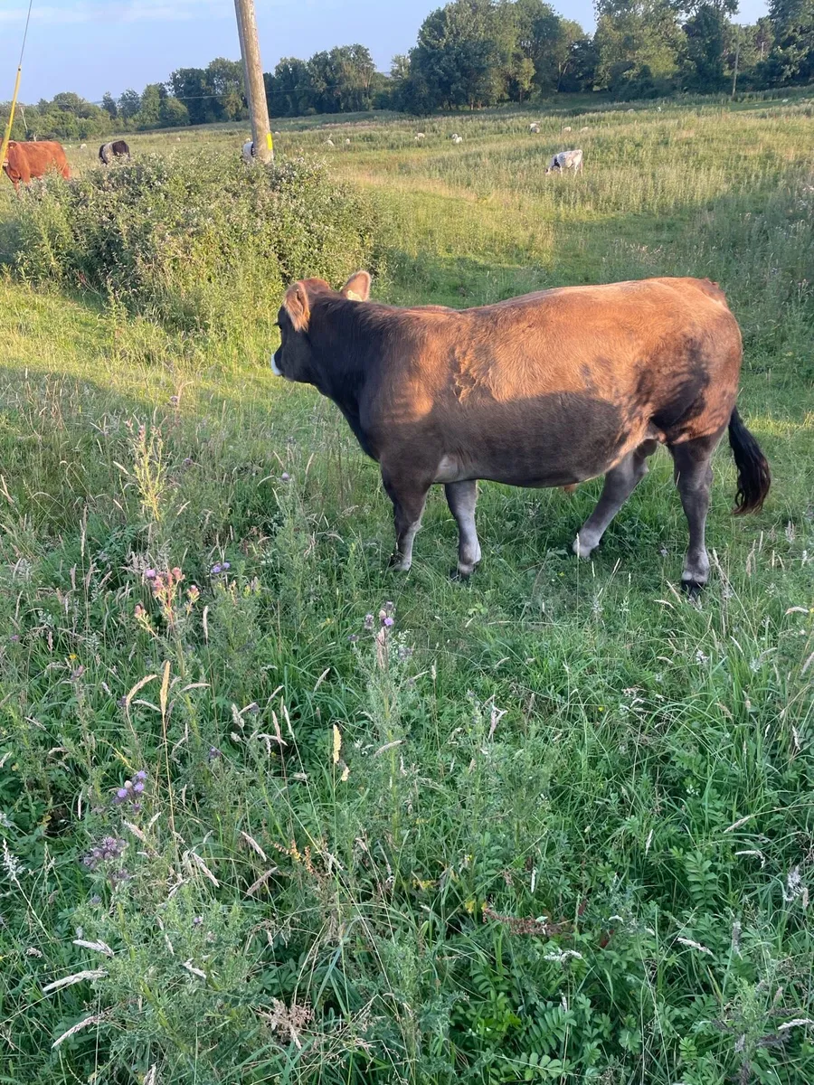 Organic cattle - Image 3