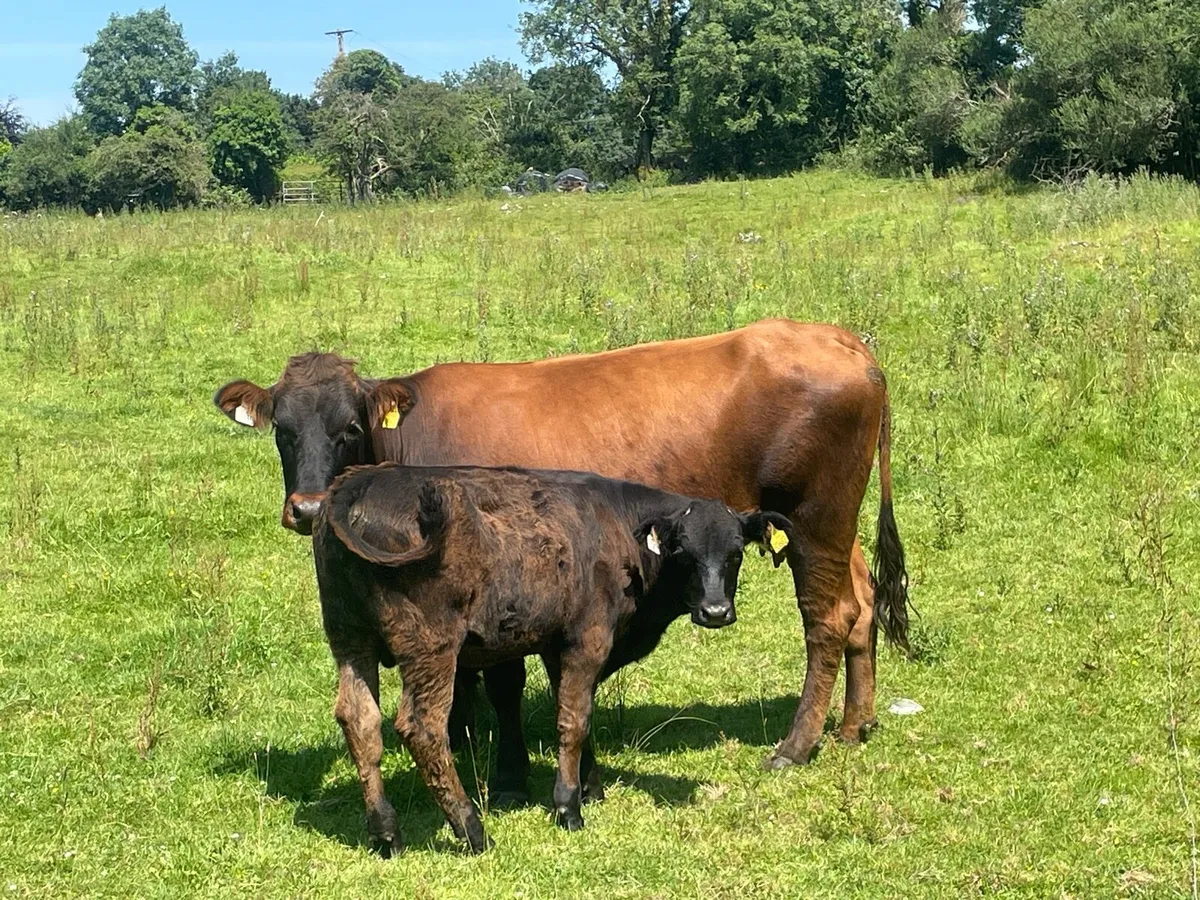 Organic cattle - Image 4