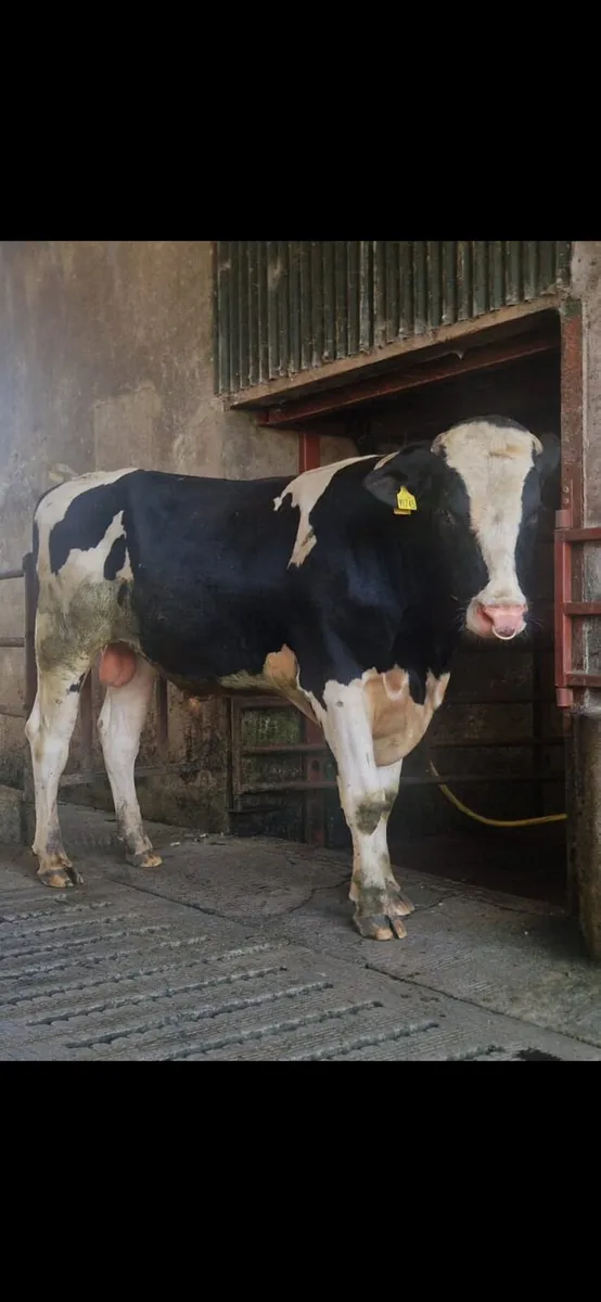 Holstein Fresian Bull - Image 1