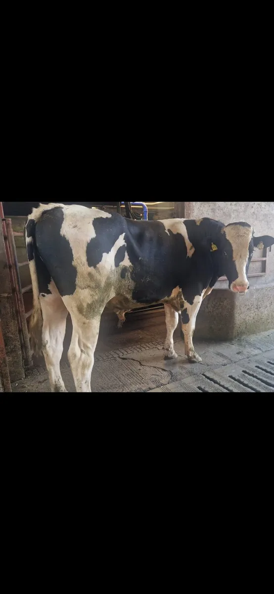 Holstein Fresian Bull - Image 2