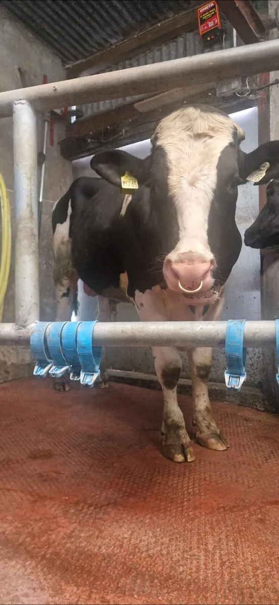 Holstein Fresian Bull - Image 3