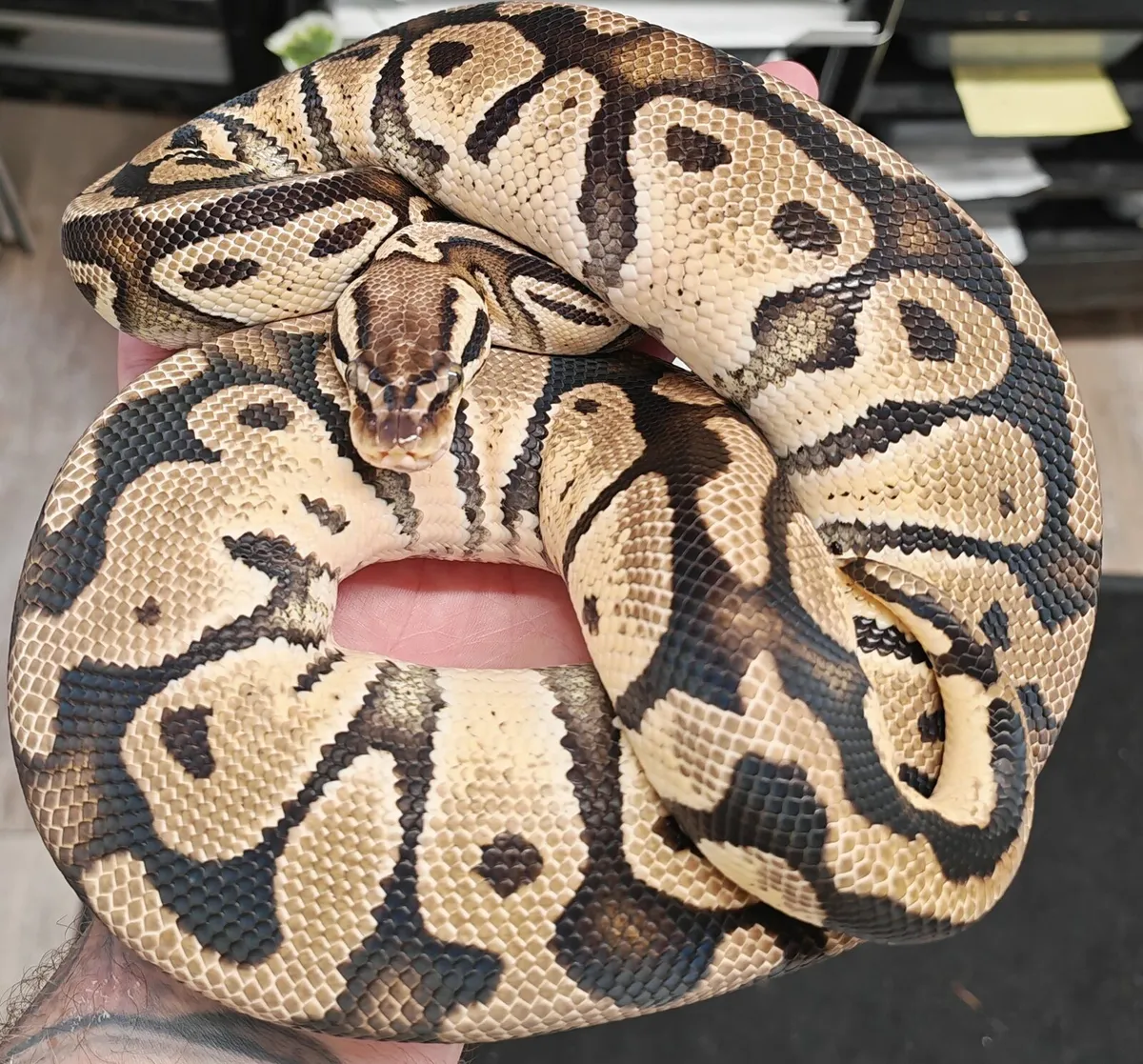 Royal python - Image 1