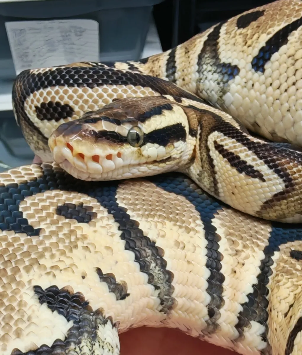 Royal python - Image 2