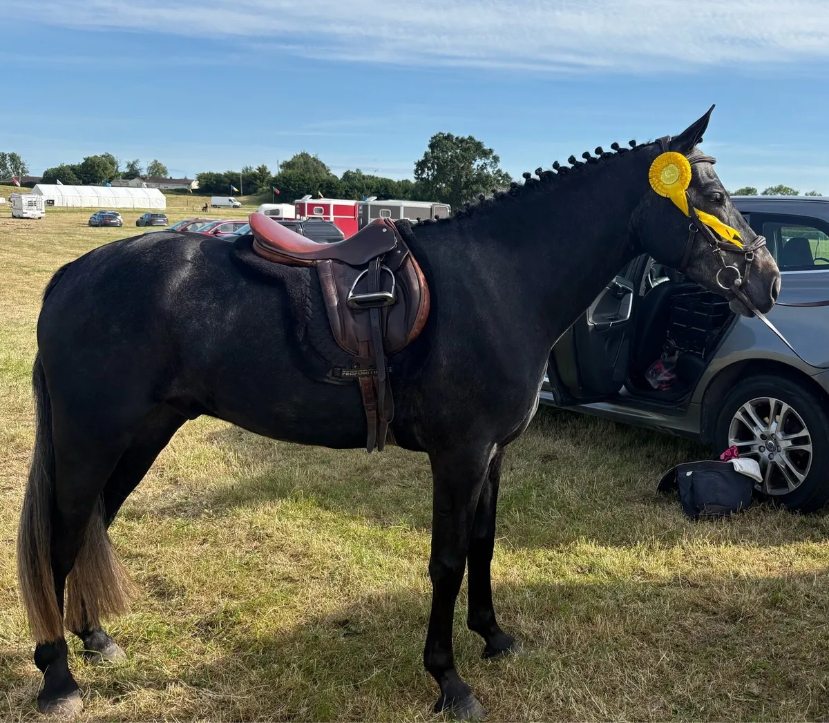 Horse - Image 2