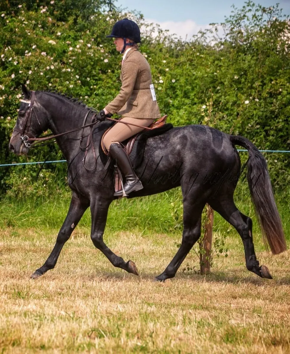 Horse - Image 3