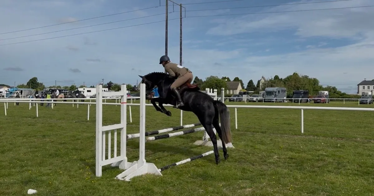 Horse - Image 1