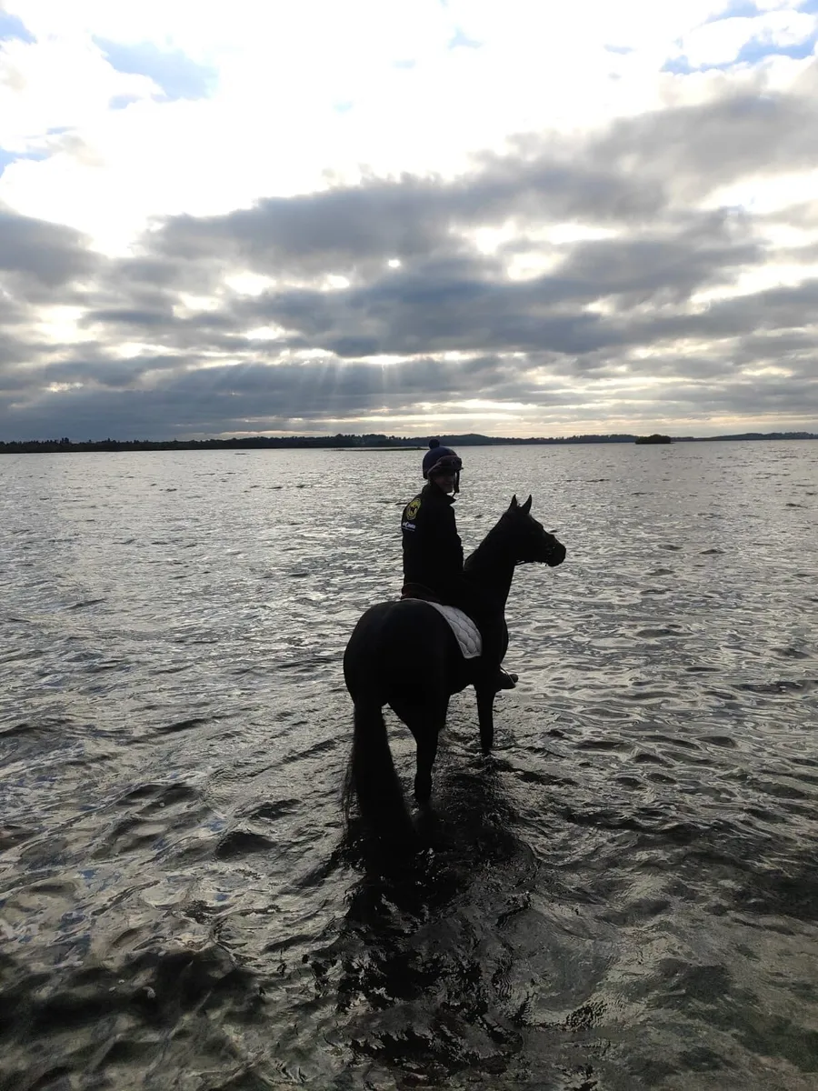 Horse - Image 4