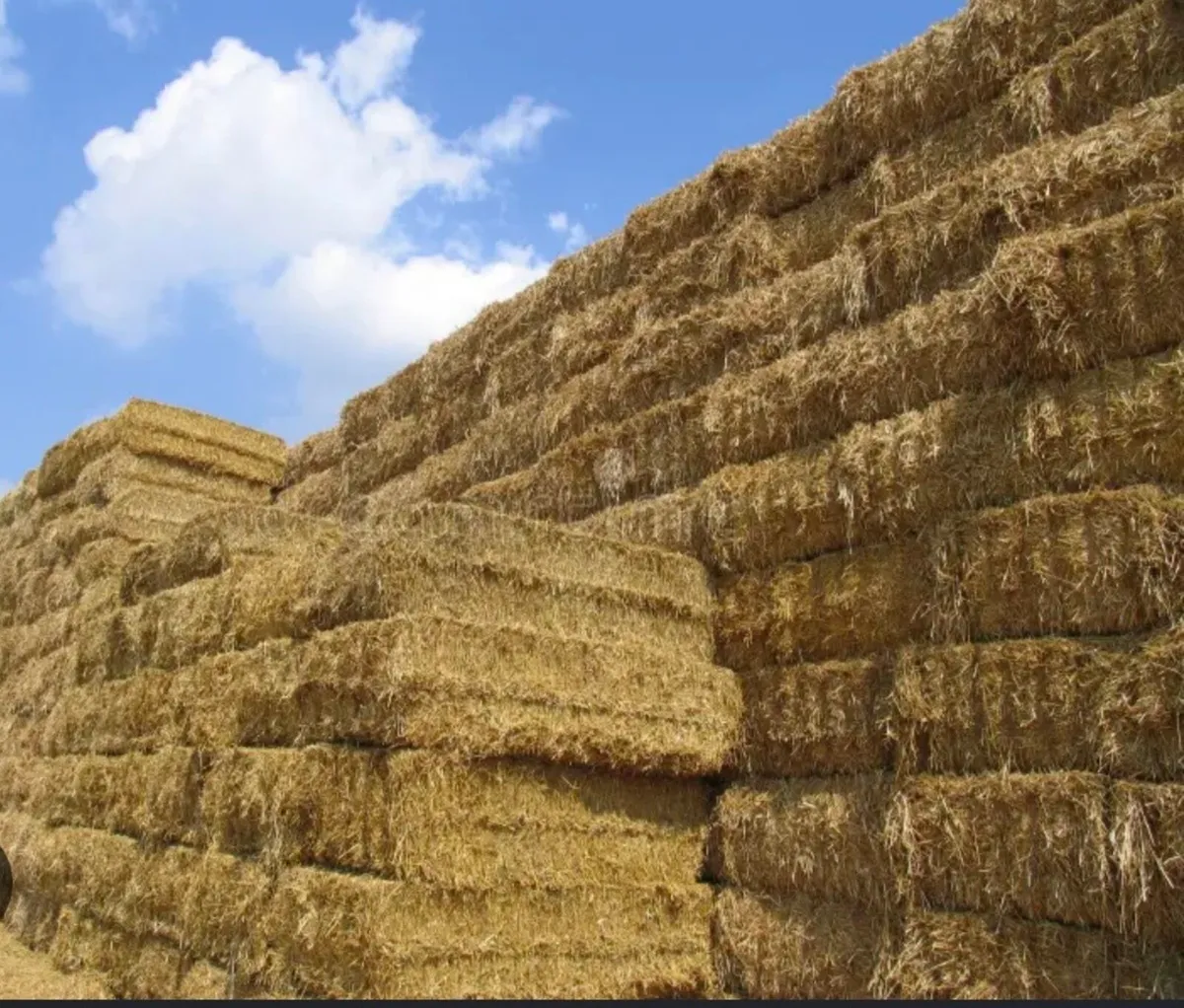 Wanted hay big square bales - Image 1