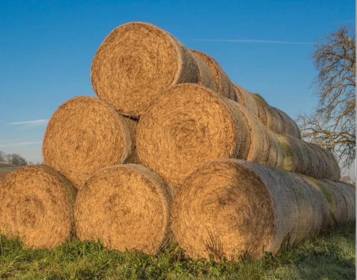 Wanted hay big square bales - Image 2