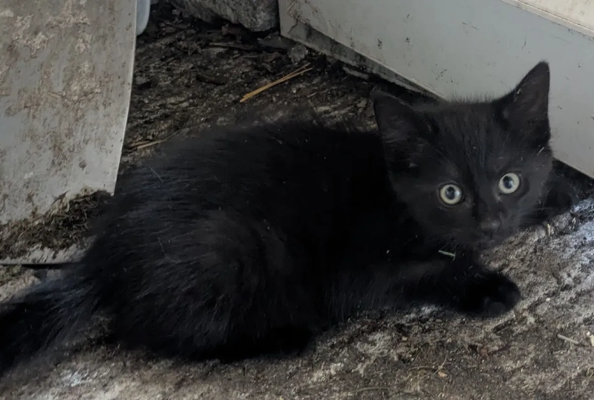Kittens - Image 1