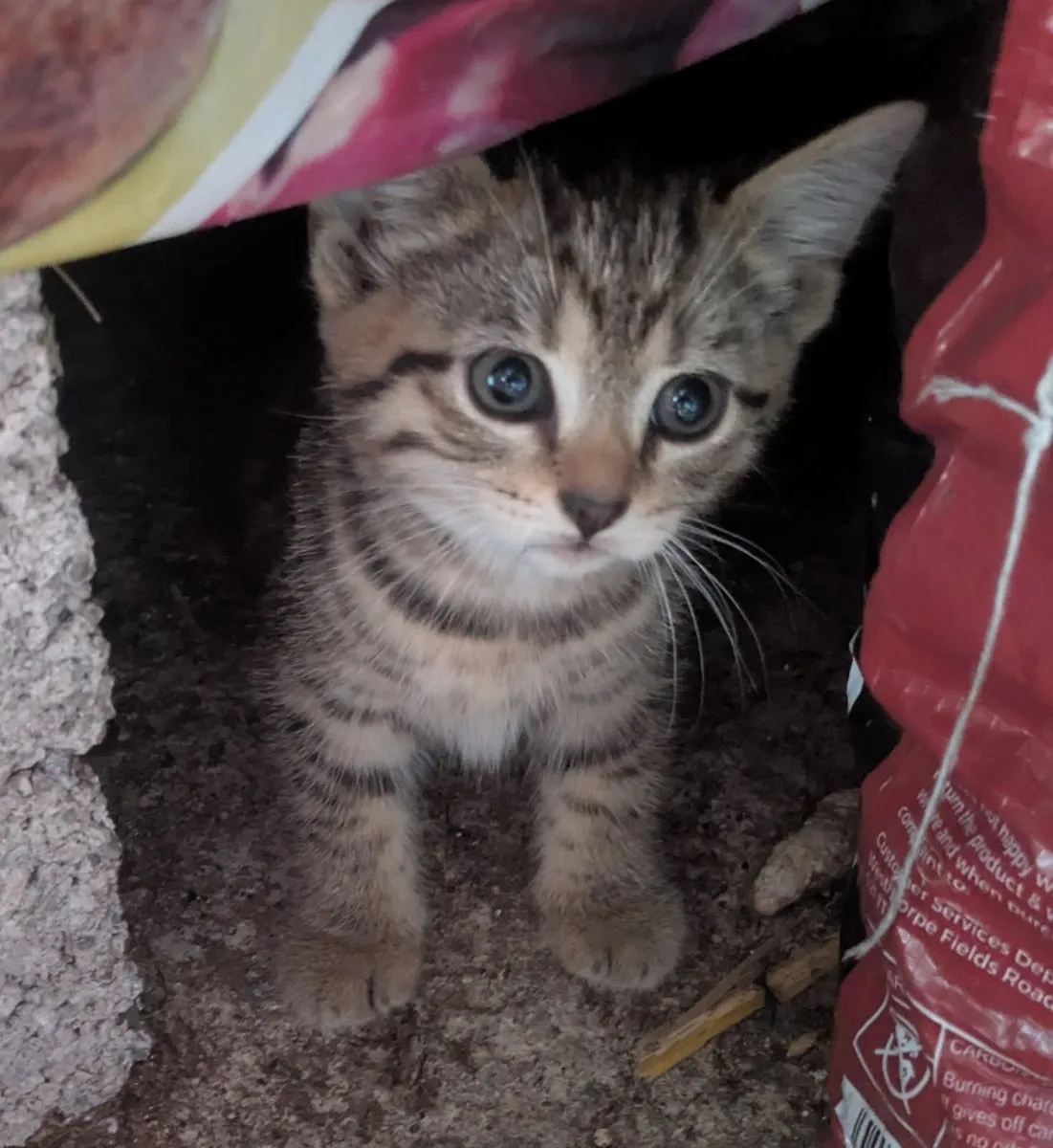 Kittens - Image 2