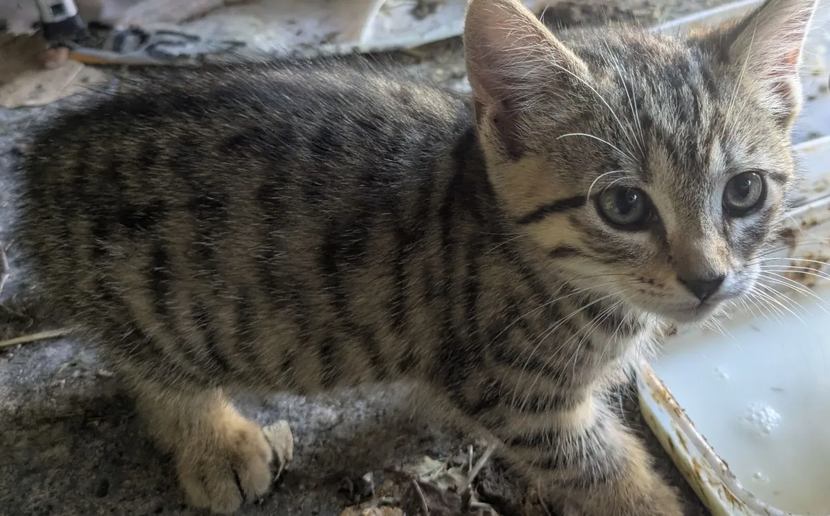 Kittens - Image 3