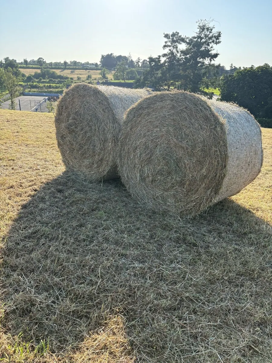 Round bales of hay - Image 1