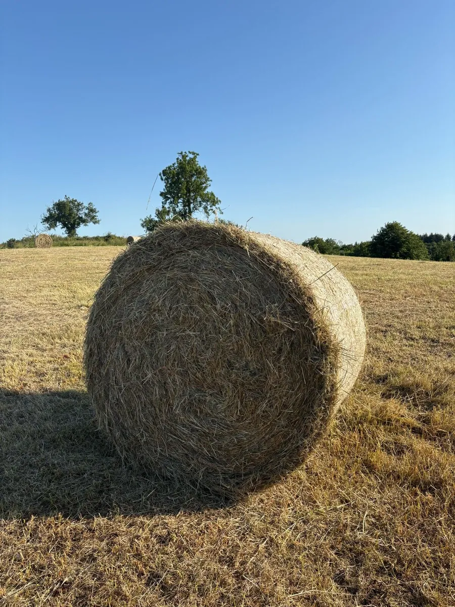 Round bales of hay - Image 2