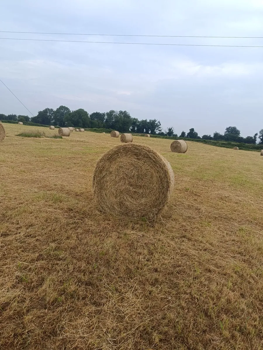 Hay - Image 1