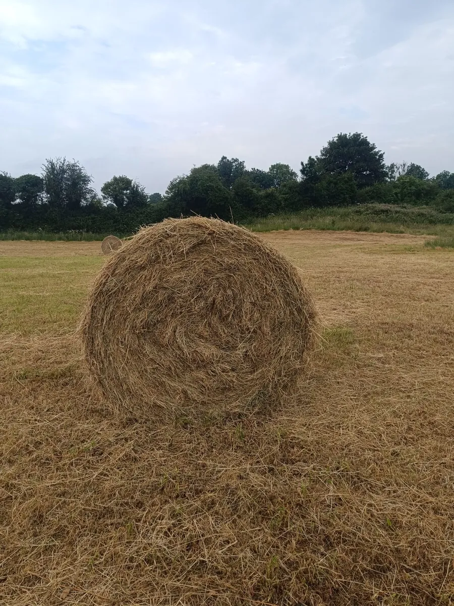Hay - Image 2