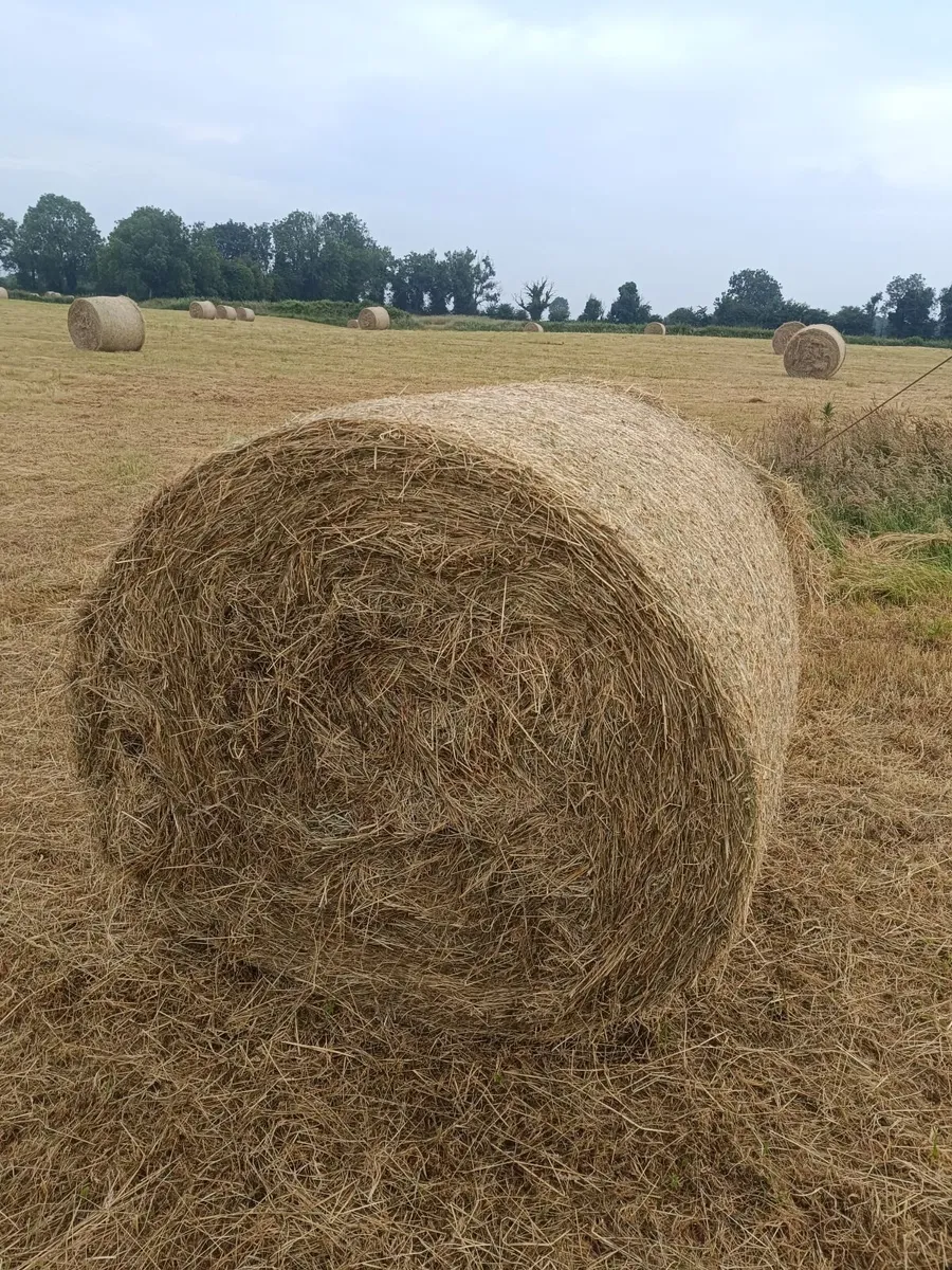 Hay - Image 3