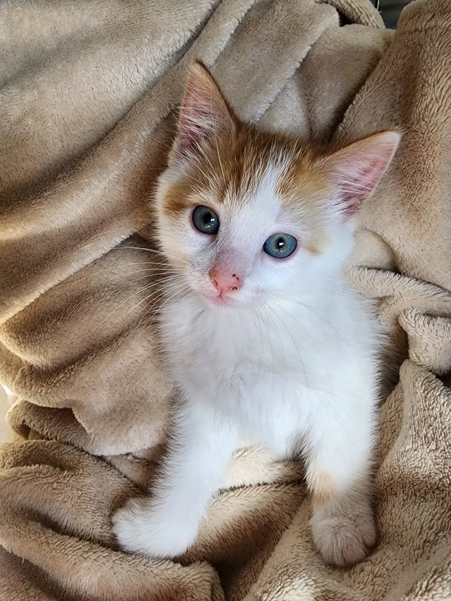June and Charlie for adoption - Image 1