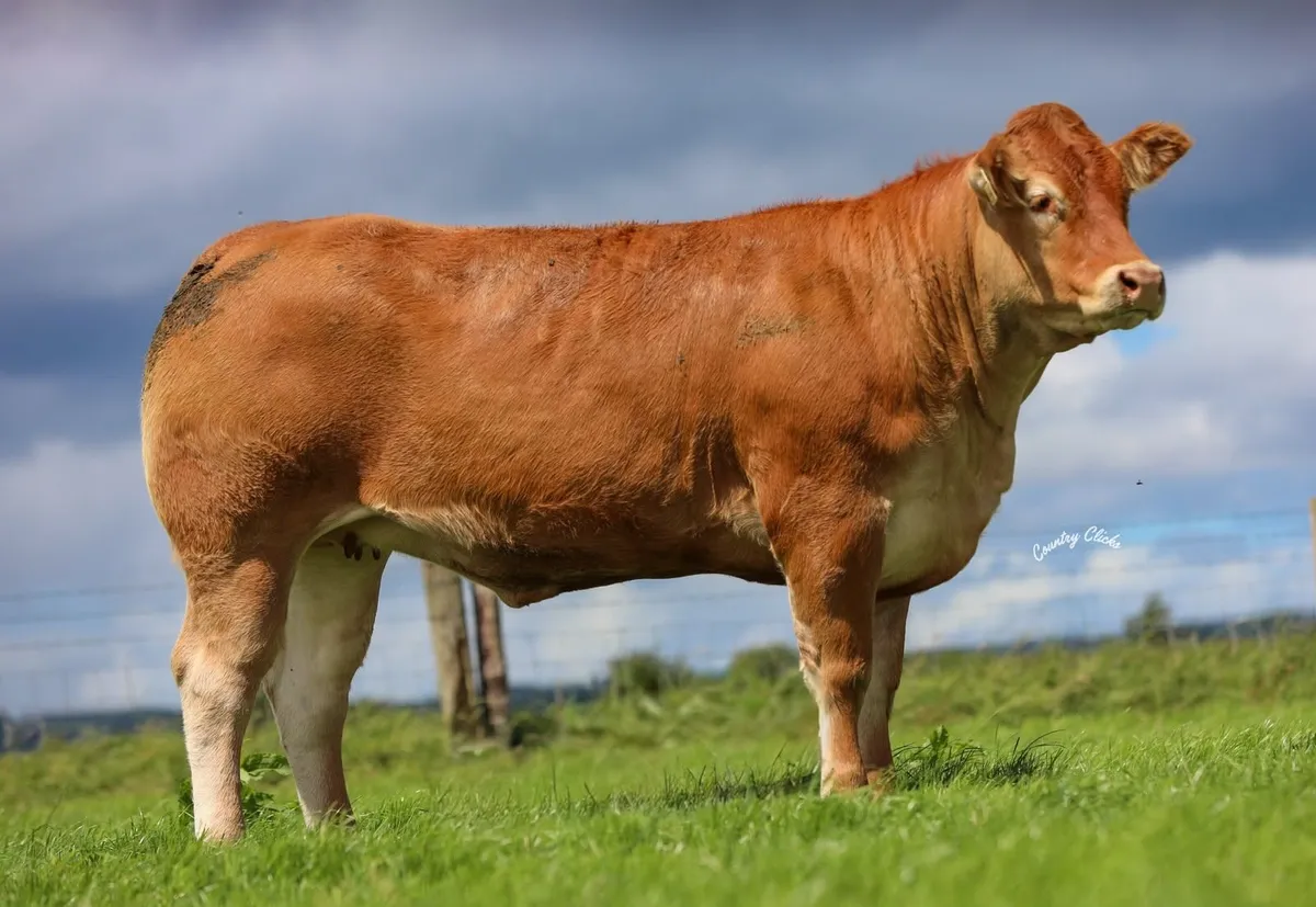 Online Pedigree Limousin Sale  - This week! - Image 1
