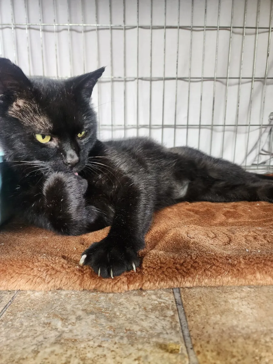 Mars lovely boy available  for adoption