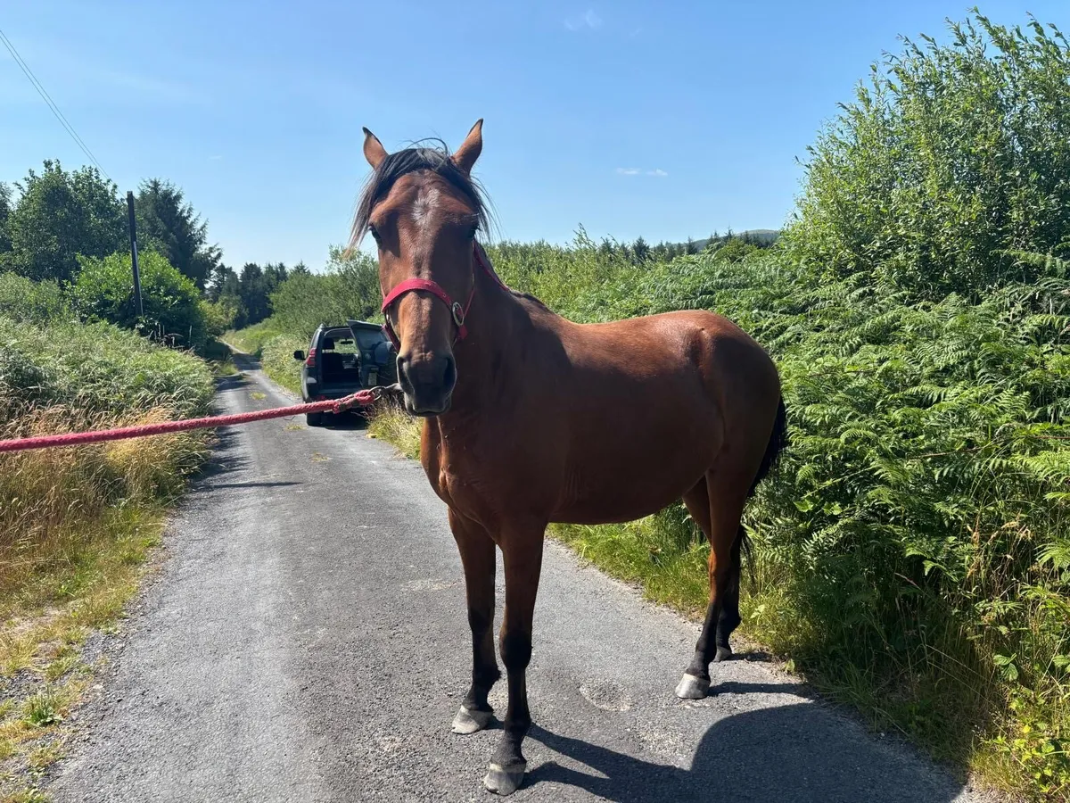 Horse - Image 4