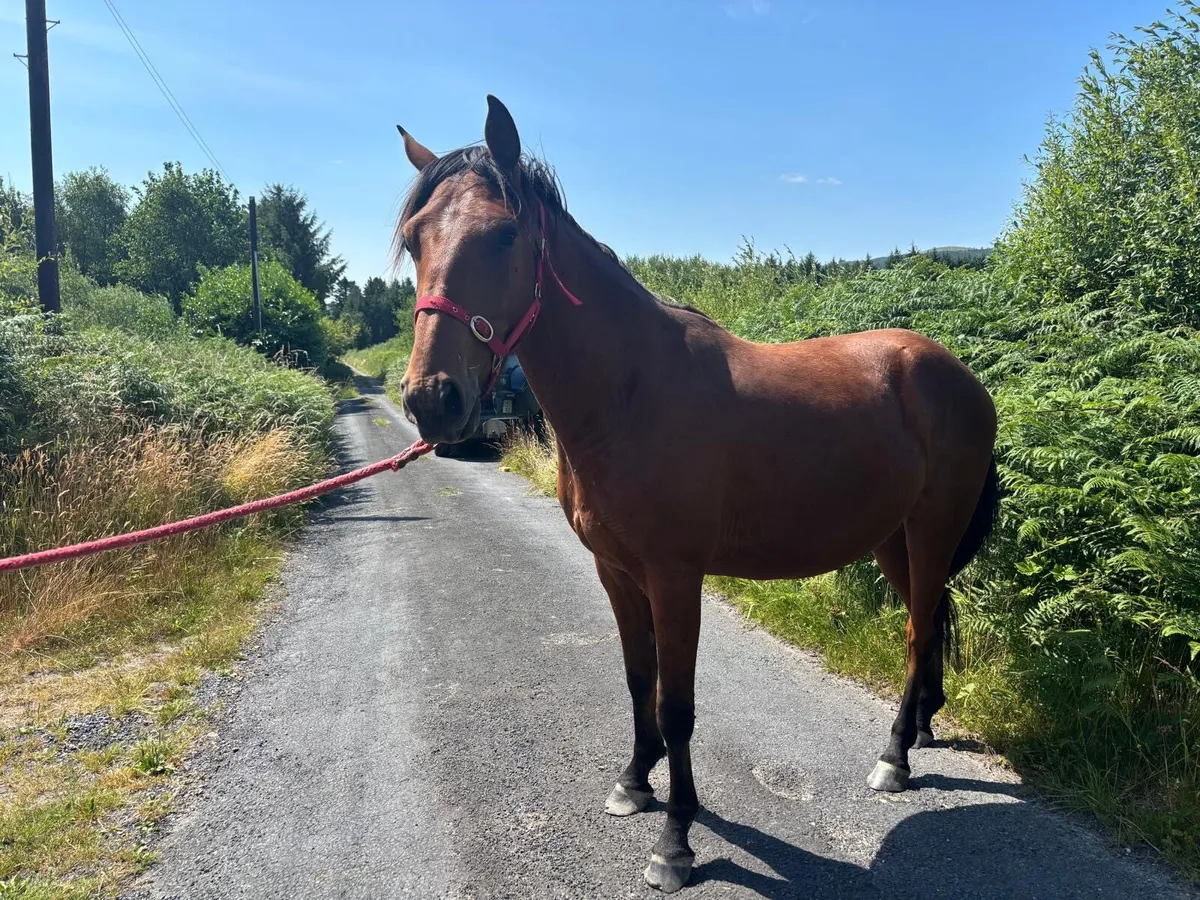 Horse - Image 2