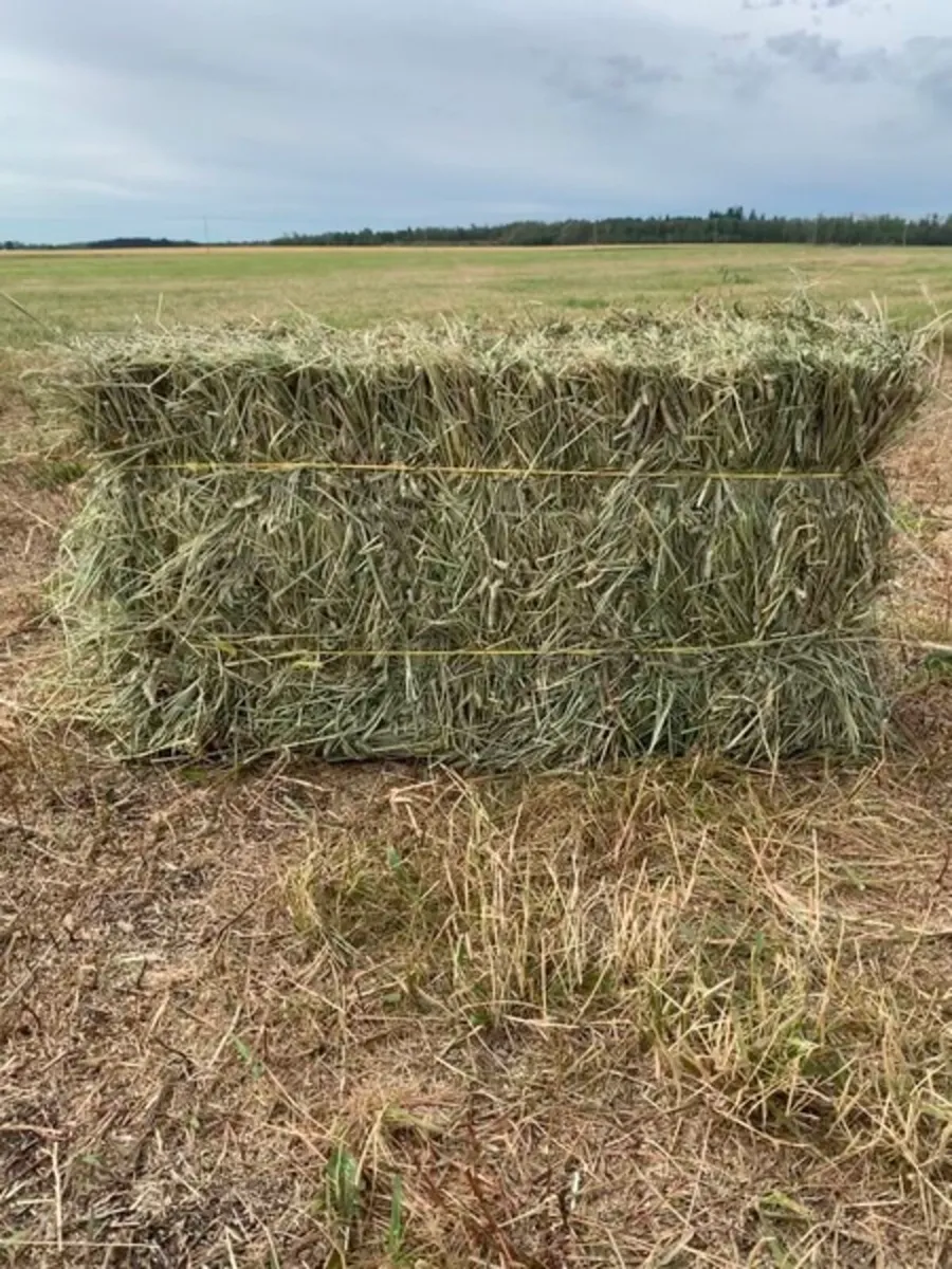 Square bales of hay