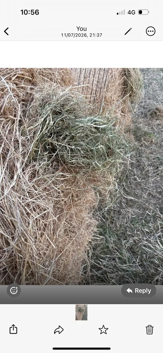 Hay - Image 3