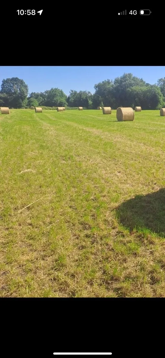 Hay - Image 4