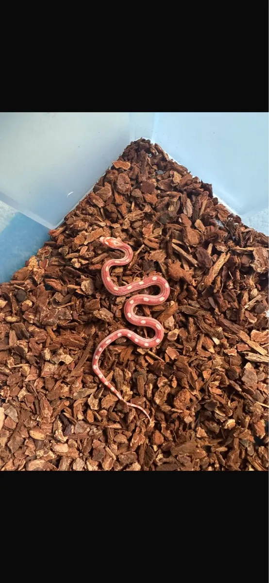 Baby Corn snakes - Image 2