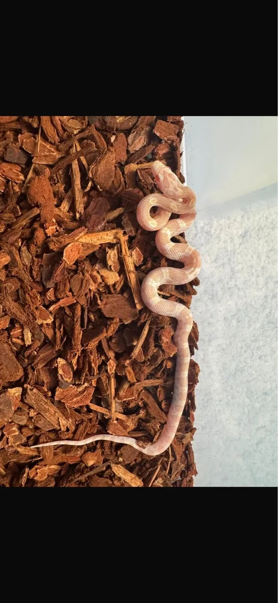 Baby Corn snakes - Image 3