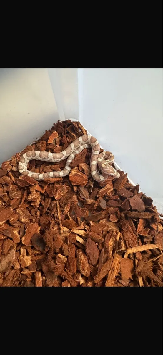 Baby Corn snakes - Image 4