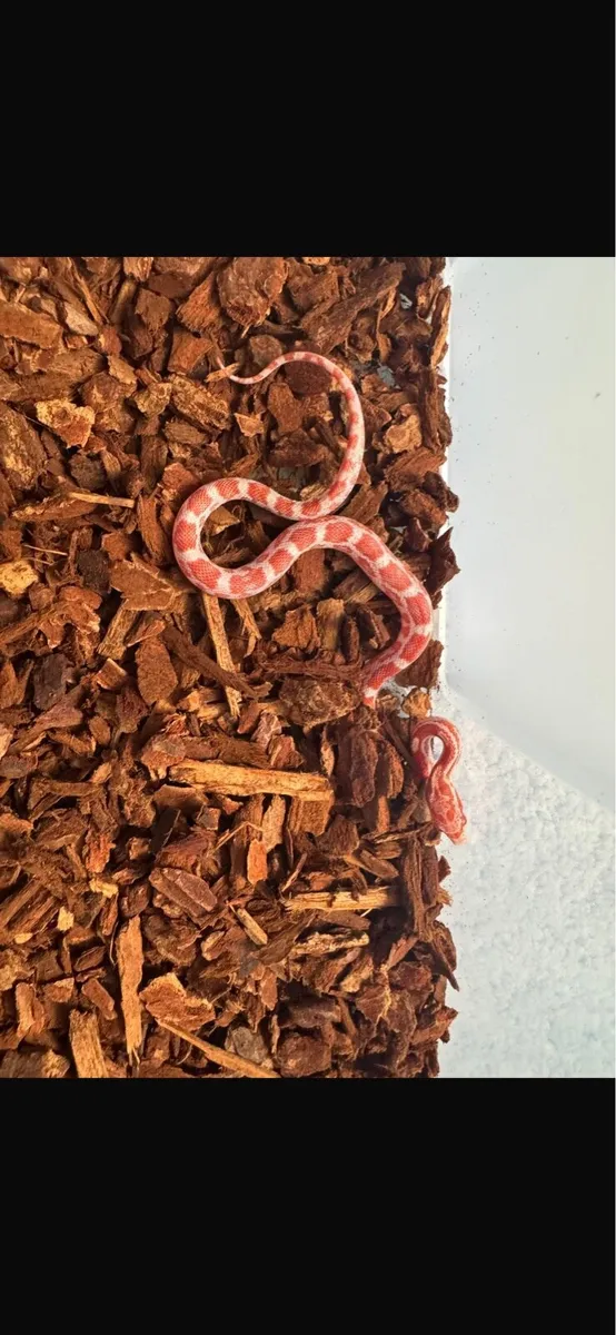 Baby Corn snakes - Image 1