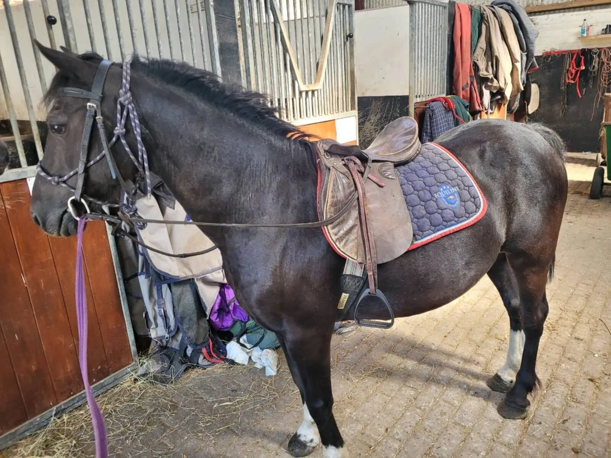 Pony - Image 4