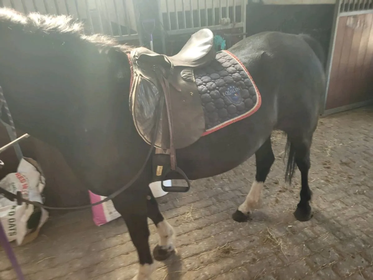 Pony - Image 3