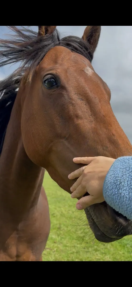 16hh bay mare ID x TB 4 years old - Image 4