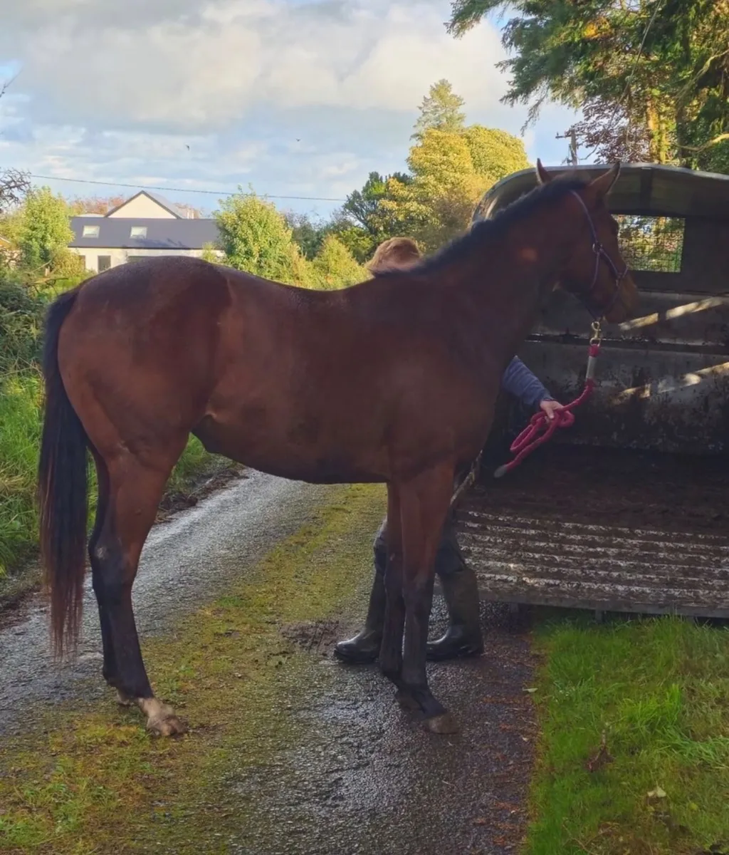 16hh bay mare ID x TB 4 years old - Image 1